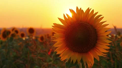 Flowering sunflowers on a background sunset Stock Footage