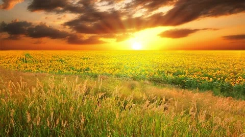 Flowering sunflowers on a background sunset Stock Footage 8670695