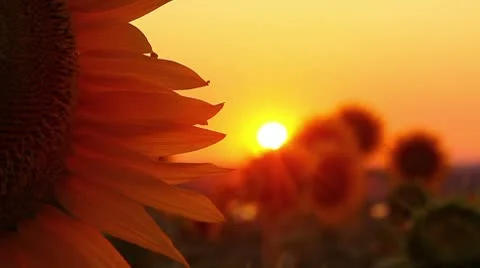 Flowering sunflowers on a background sunset Stock-Footage 8922310