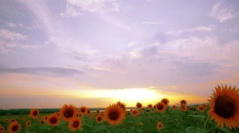Flowering sunflowers on a background sunset Stock Footage 8922692