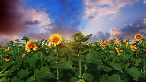 Flowering sunflowers on a background sunset Stock Footage 8972909