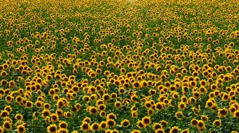 Flowering sunflowers on a background sunset Stock Footage 10870080
