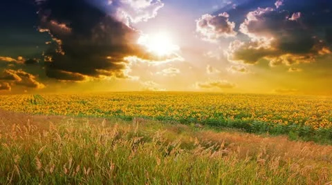 Flowering sunflowers on a background sunset Stock Footage 13194715