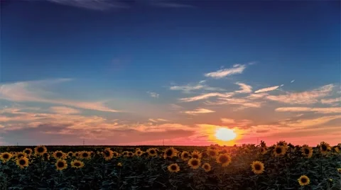 Flowering sunflowers on a background sunset. Stock Footage 52602572