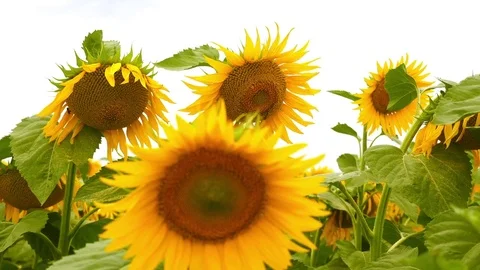 Flowering sunflowers on a background sunset. Stock Footage 79470695