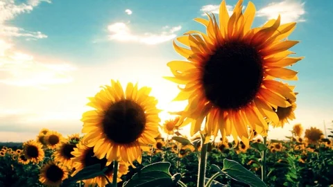 Flowering sunflowers on a background sunset Video stock 117358924