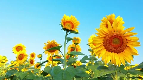 Flowering sunflowers Stock Footage 8646356