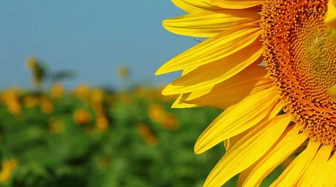Flowering sunflowers Stock Footage 8650298