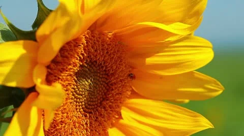 Flowering sunflowers Stock Footage 8895942
