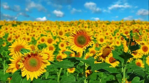 Flowering sunflowers Stock Footage 10686120