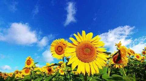 Flowering sunflowers 库存影片 10686856