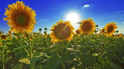Flowering sunflowers Stock Footage 11287626