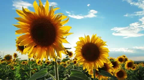 Flowering sunflowers Stock Footage 11290433