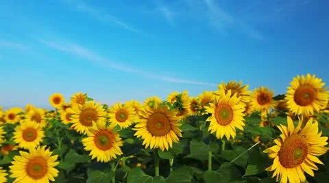 Flowering sunflowers Stock Footage 11881384