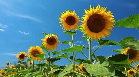 Flowering sunflowers Stock Footage 11883505