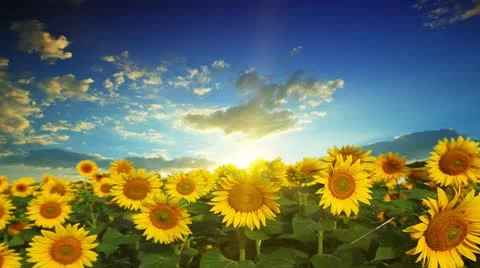 Flowering sunflowers Stock Footage 12275687