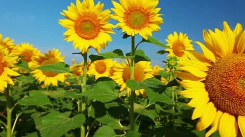 Flowering sunflowers 库存影片 12290312
