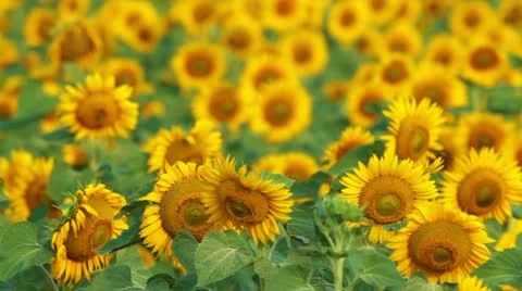Flowering sunflowers Stock Footage 12290993