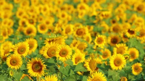 Flowering sunflowers Stock Footage 12291326