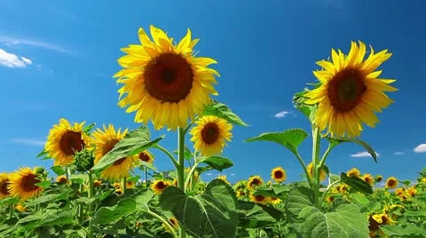Flowering sunflowers Stock Footage