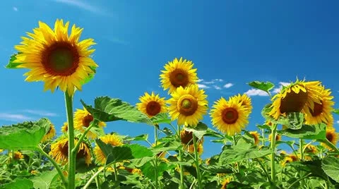 Flowering sunflowers Stock Footage 12314473