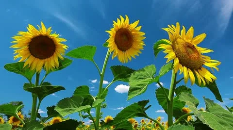 Flowering sunflowers Stock Footage 12315238
