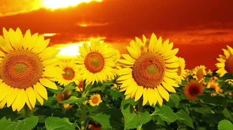 Flowering sunflowers Stock-Footage 12338155