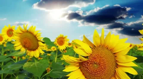 Flowering sunflowers Stock Footage 12338710