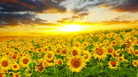 Flowering sunflowers Stock Footage 20450324