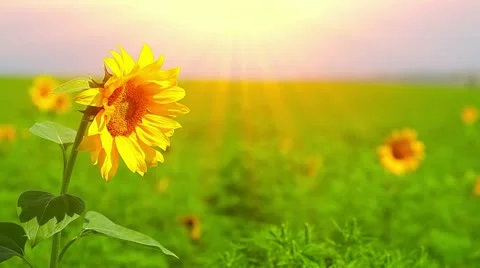 Flowering sunflowers Stock Footage 21228534