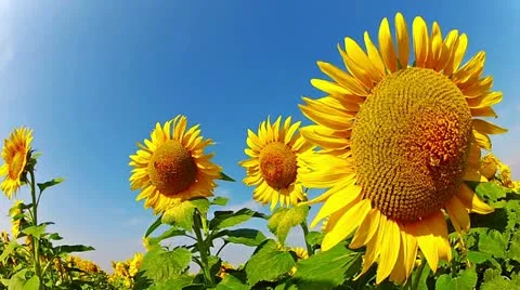 Flowering sunflowers Stock Footage 22247444