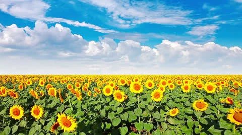 Flowering sunflowers Stock Footage 25520409