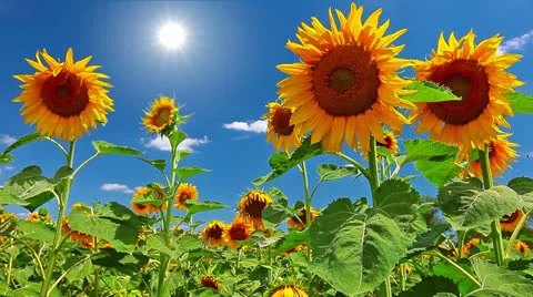 Flowering sunflowers Stock Footage 25871503