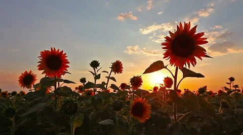 Flowering sunflowers Stock Footage 25890550
