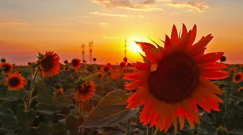 Flowering sunflowers Stock Footage 25891195