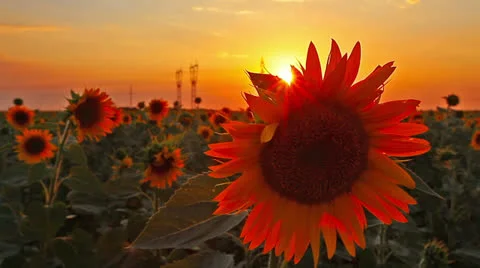 Flowering sunflowers Stock Footage 25891381