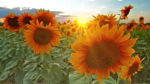 Flowering sunflowers Stock Footage 27156521