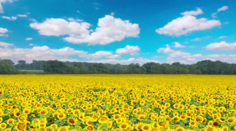 Flowering sunflowers Stock Footage 29453768