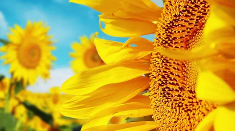 Flowering sunflowers 库存影片 32288859