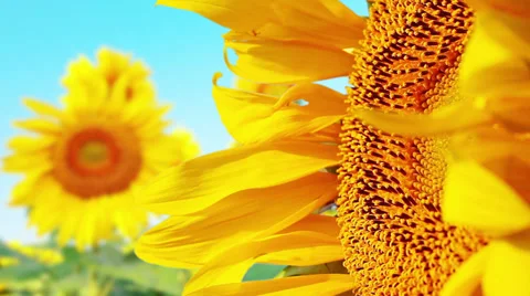 Flowering sunflowers Stock Footage 32288871