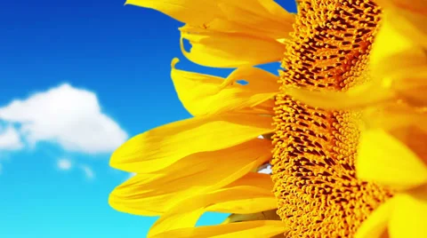 Flowering sunflowers Stock Footage 32288888