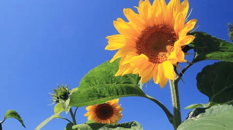 Flowering Sunflowers Stock-Footage 41042716
