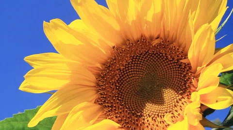 Flowering Sunflowers Stock Footage 41045922