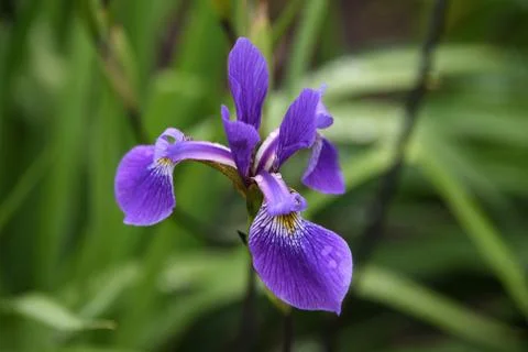 Flowering swamp iris. Foto stock
