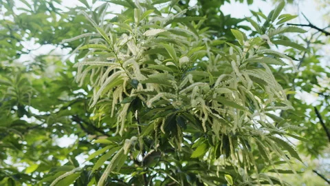 Flowering sweet chestnut tree branches with long catkins. Stock Footage 342396827