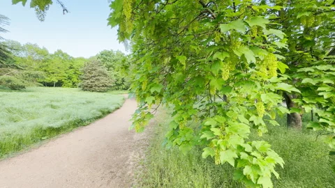 A Flowering Sycamore Maple Tree Hangs Over a Winding Dirt Path in a Sunny Park Stock Footage 335915340