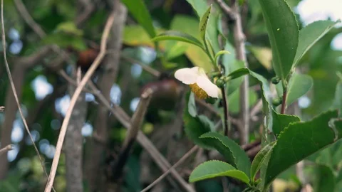 Flowering tea. white tea flower on a background of tea leaves. Stock Footage 116445152