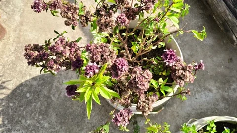 Flowering Thai basil plant growing in a white pot in an outdoor garden 動画素材 327572853