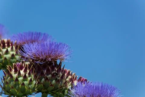 Flowering thistle Stock Photos
