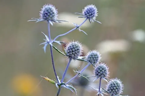 Flowering thistles Stock Photos